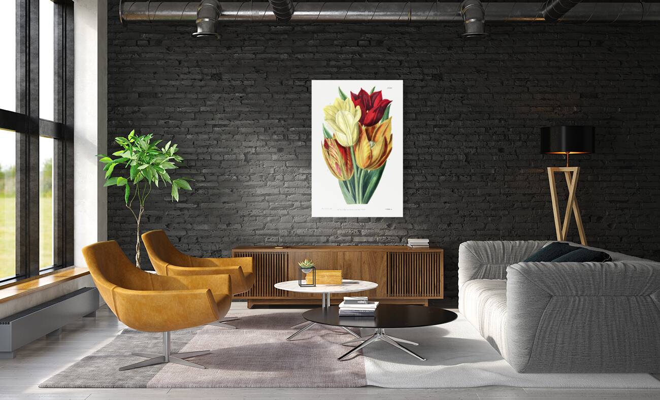 Rough stemmed tulip from Edwards Botanical Register 1829-1847  by Sydenham Edwards John Lindley and James Ridgway. Reproduction