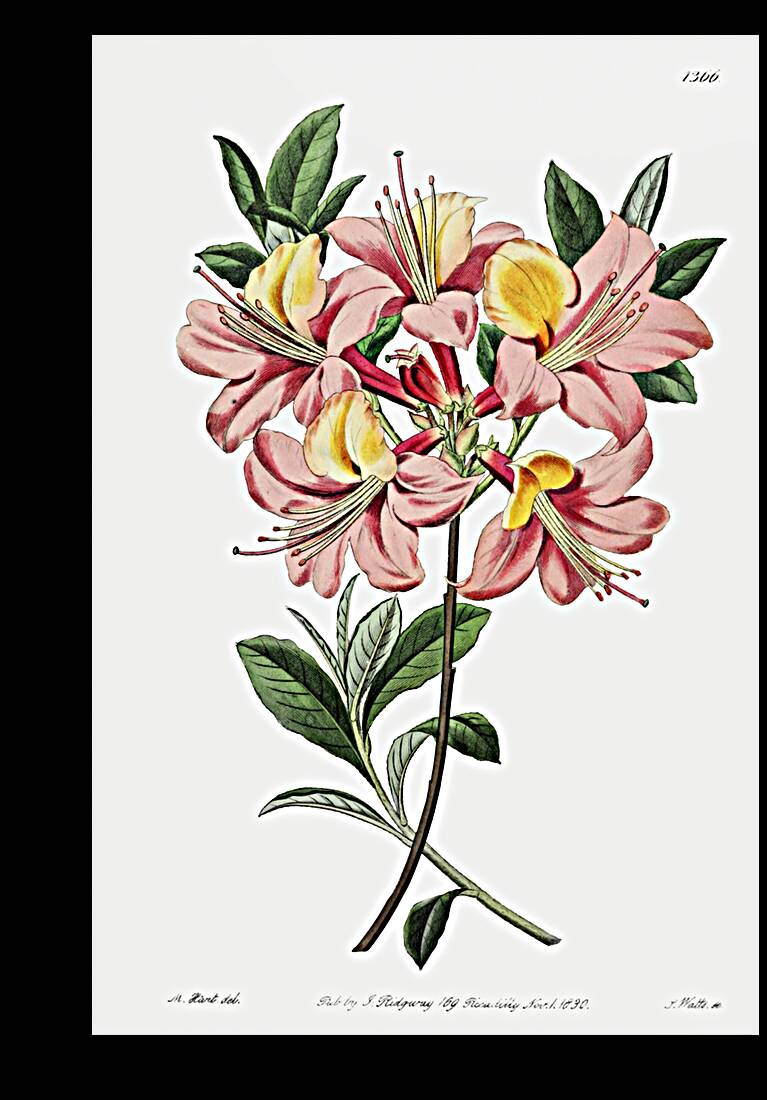 Changeable pontic azalea from Edwards Botanical Register 1829-1847  by Sydenham Edwards John Lindley and James Ridgway. Reproduction