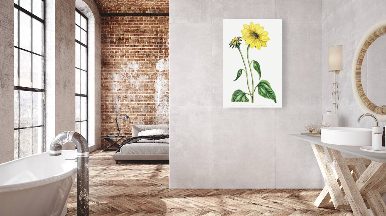 Trumpet stalked sunflower from Edwards Botanical Register 1829-1847  by Sydenham Edwards John Lindley and James Ridgway. Reproduction