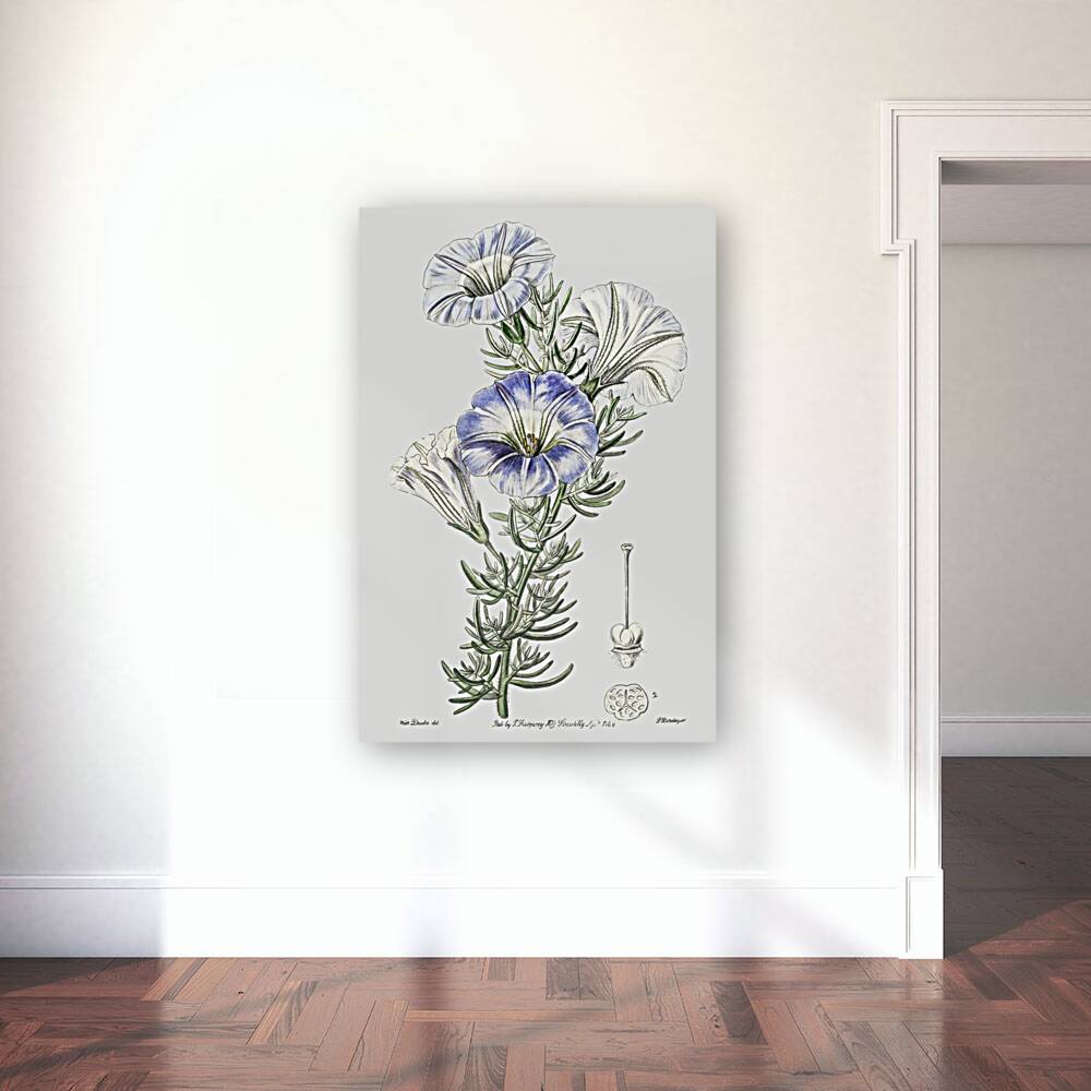 Sky blue alona from Edwards Botanical Register 1829-1847  by Sydenham Edwards John Lindley and James Ridgway. Reproduction