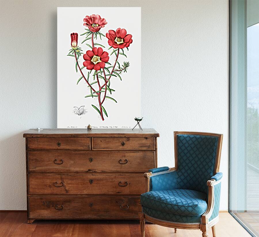 Portulaca splendens from Edwards Botanical Register 1829-1847  by Sydenham Edwards John Lindley and James Ridgway. Reproduction