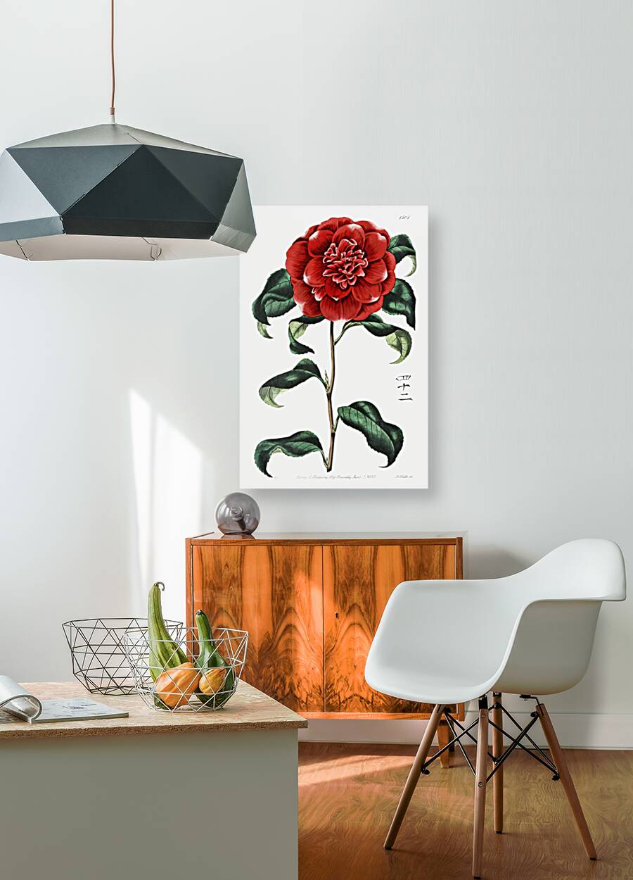 Mr. Reevess crimson camellia from Edwards Botanical Register 1829-1847  by Sydenham Edwards John Lindley and James Ridgway. Reproduction