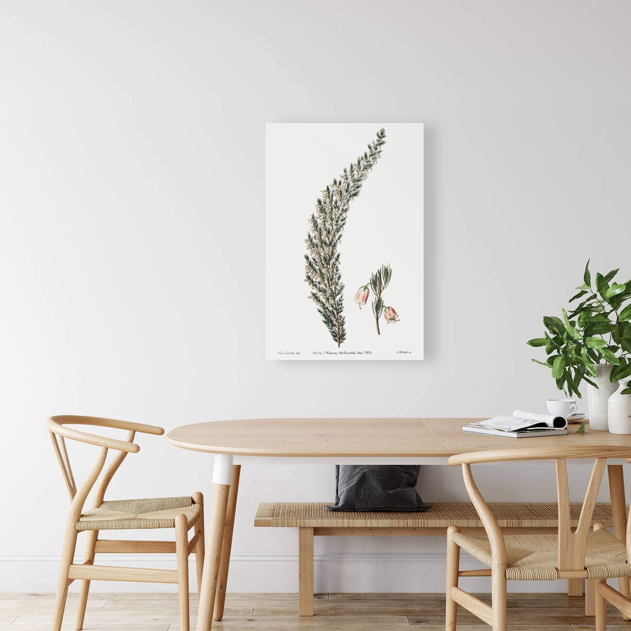 Bell-bearing heath from Edwards Botanical Register 1829-1847  by Sydenham Edwards John Lindley and James Ridgway. Reproduction