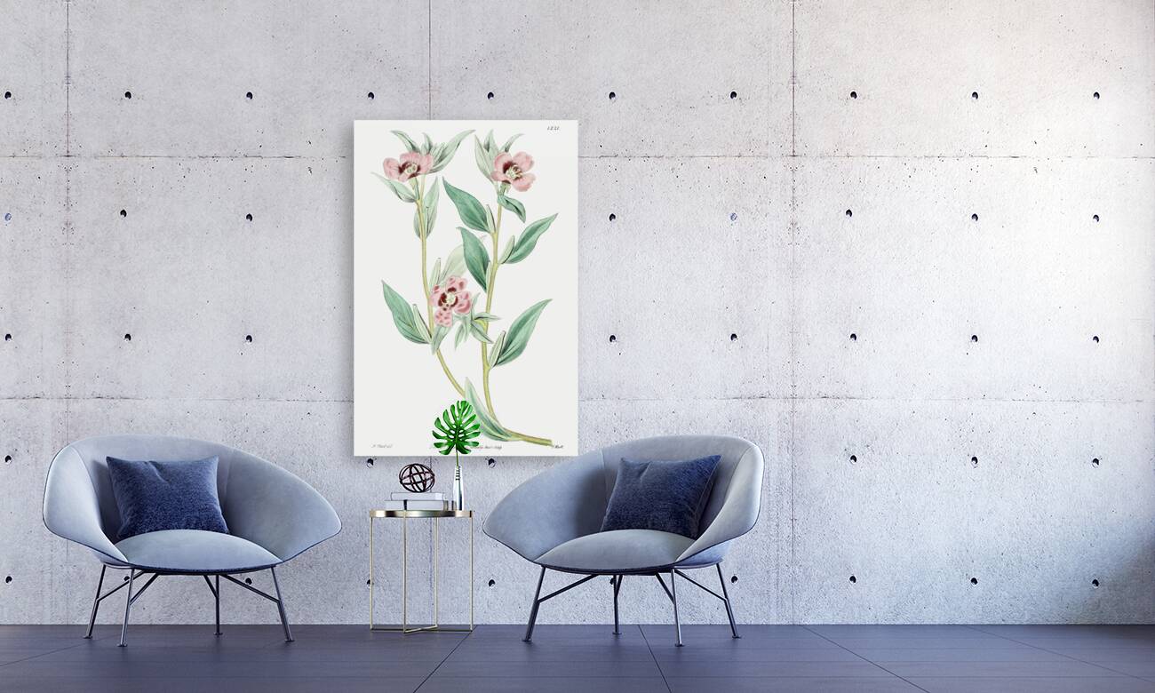 Long Branched Enothera from Edwards Botanical Register 1829-1847  by Sydenham Edwards John Lindley and James Ridgway. Reproduction