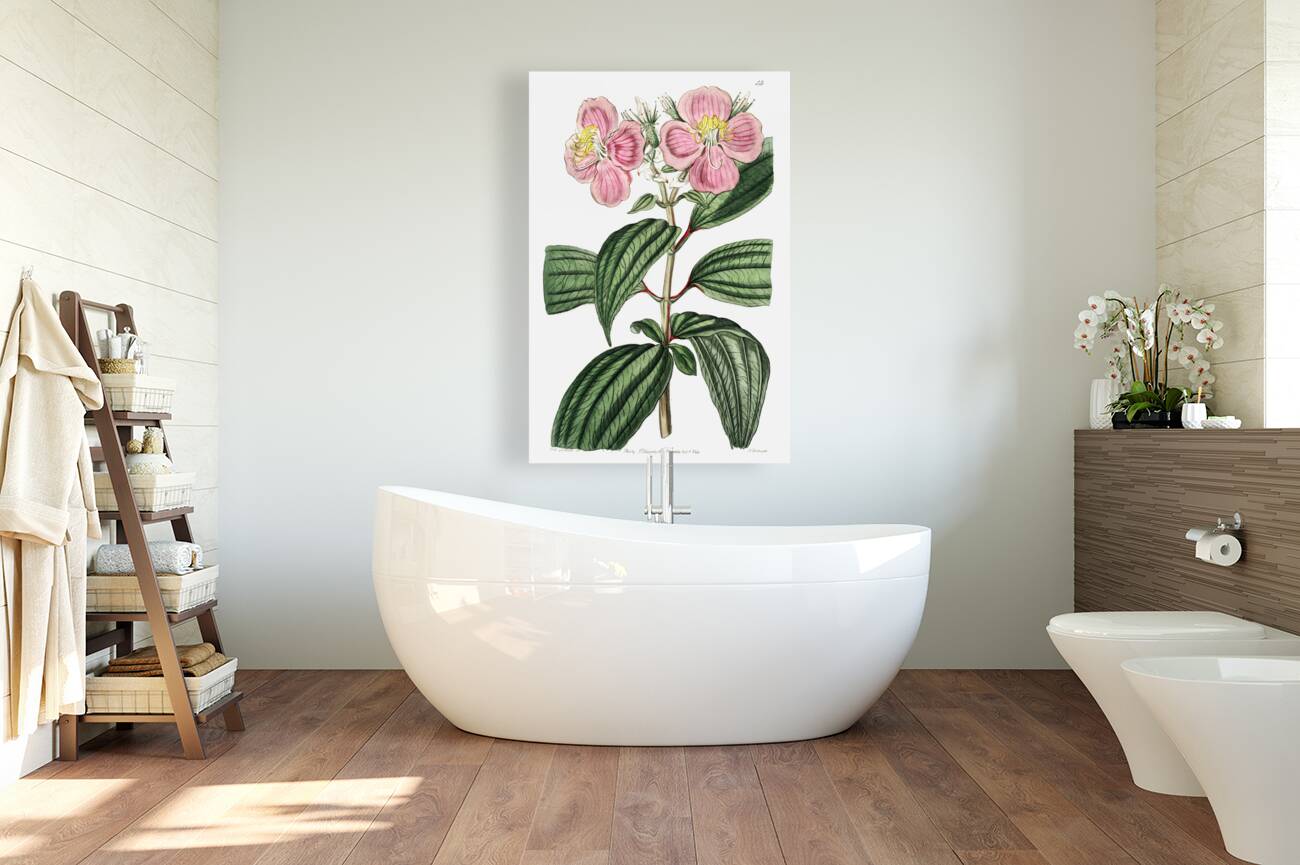 Starry osbeckia from Edwards Botanical Register 1829-1847  by Sydenham Edwards John Lindley and James Ridgway. Reproduction