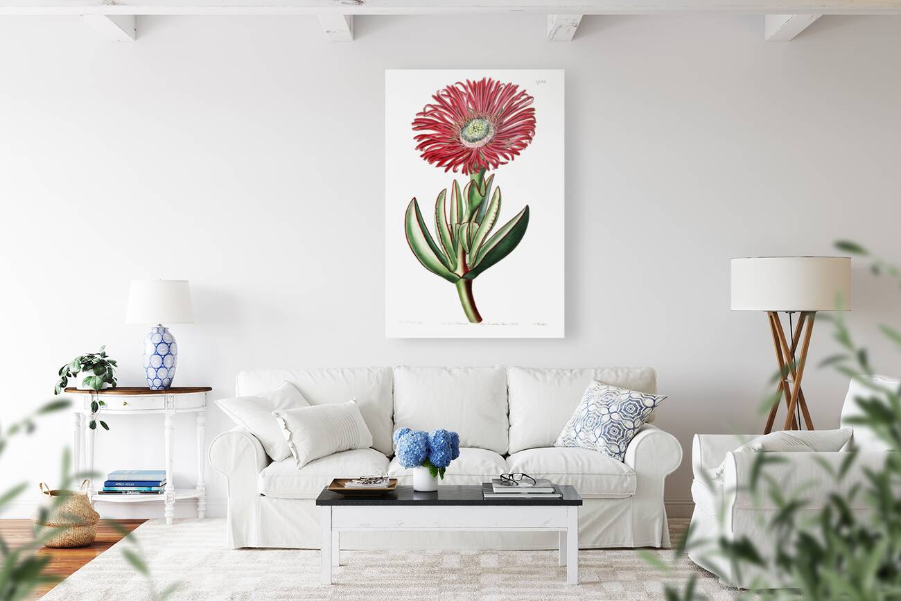 Red-Edged Fig Marigold from Edwards Botanical Register 1829-1847  by Sydenham Edwards John Lindley and James Ridgway. Reproduction