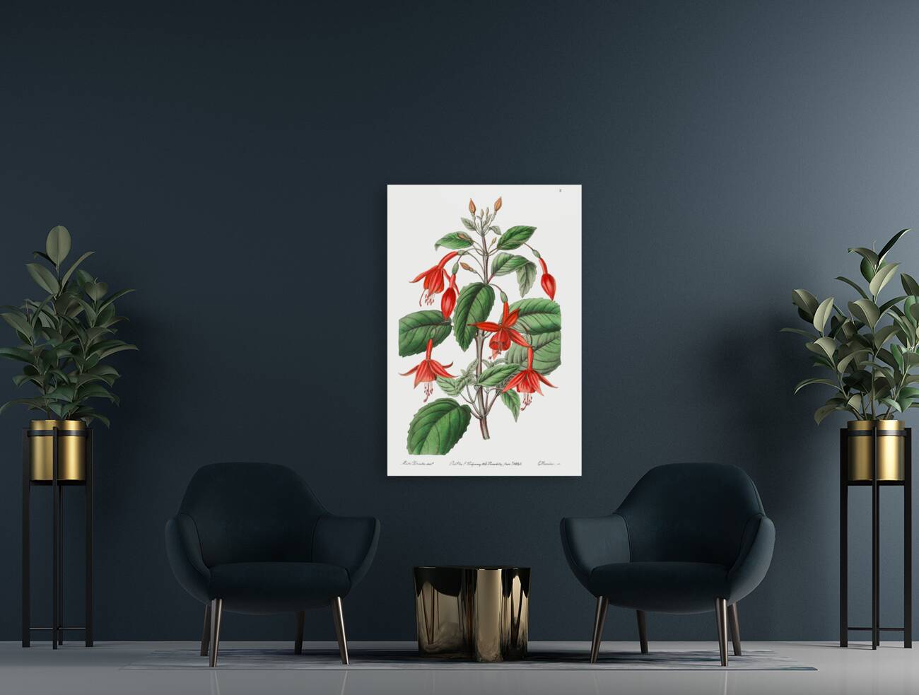 Standishs fuchsia from Edwards Botanical Register 1829-1847  by Sydenham Edwards John Lindley and James Ridgway. Reproduction