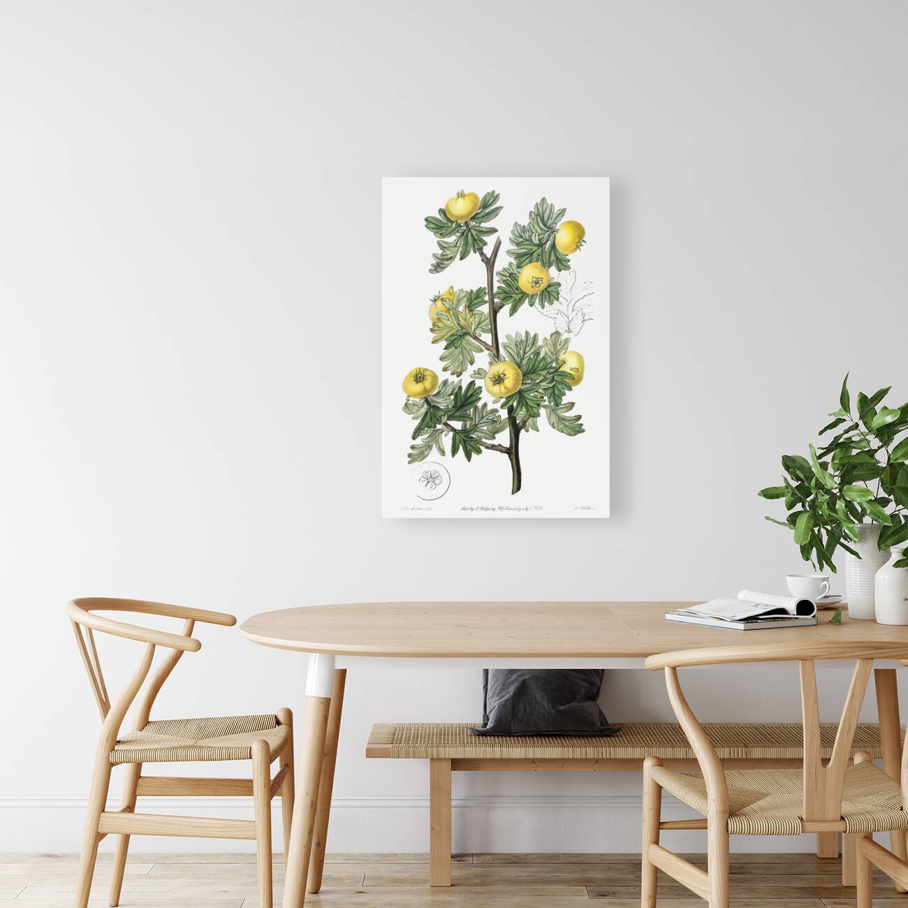 Tansy-leaved hawthorn from Edwards Botanical Register 1829-1847  by Sydenham Edwards John Lindley and James Ridgway. Reproduction