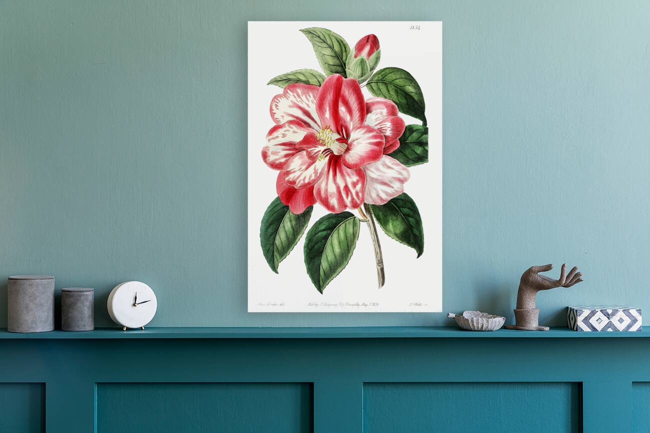 Donckelaers japan camelia from Edwards Botanical Register 1829-1847  by Sydenham Edwards John Lindley and James Ridgway. Reproduction