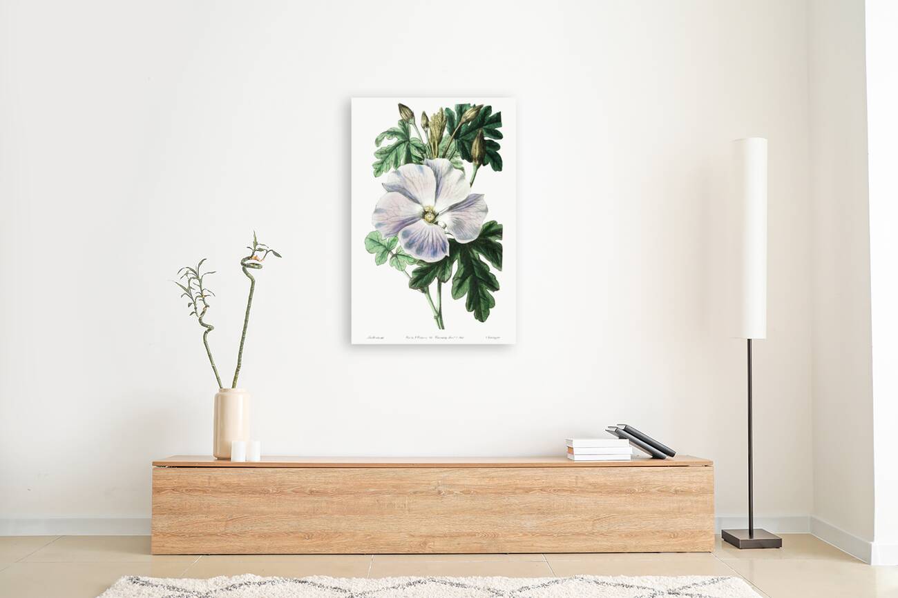 Mrs. Wrays hibiscus from Edwards Botanical Register 1829-1847  by Sydenham Edwards John Lindley and James Ridgway. Reproduction