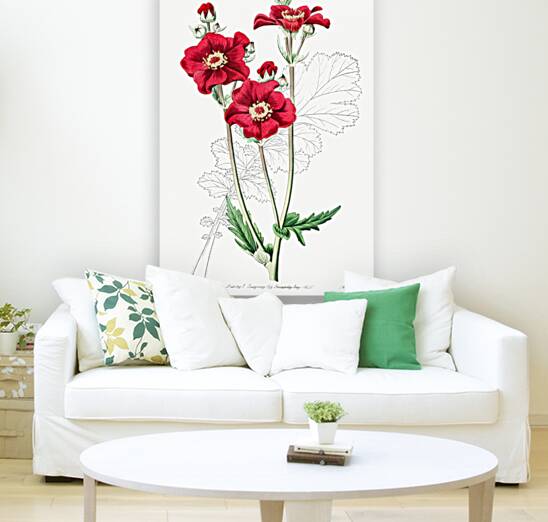 Chilian Guem from Edwards Botanical Register 1829-1847  by Sydenham Edwards John Lindley and James Ridgway. Reproduction