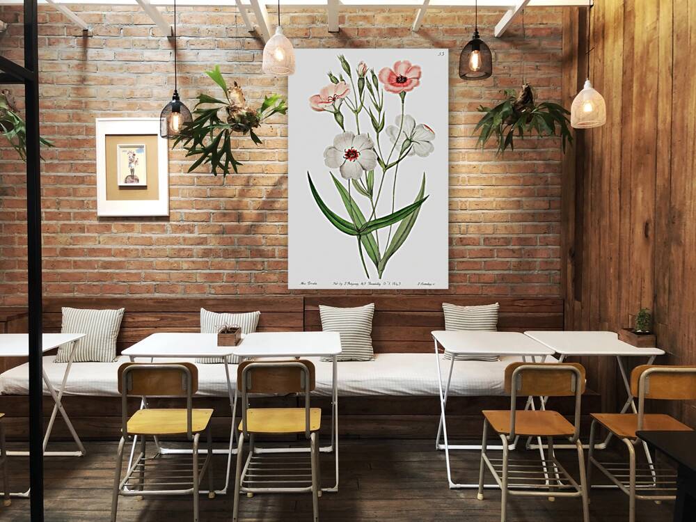 Dark-eyed viscaria from Edwards Botanical Register 1829-1847  by Sydenham Edwards John Lindley and James Ridgway. Reproduction