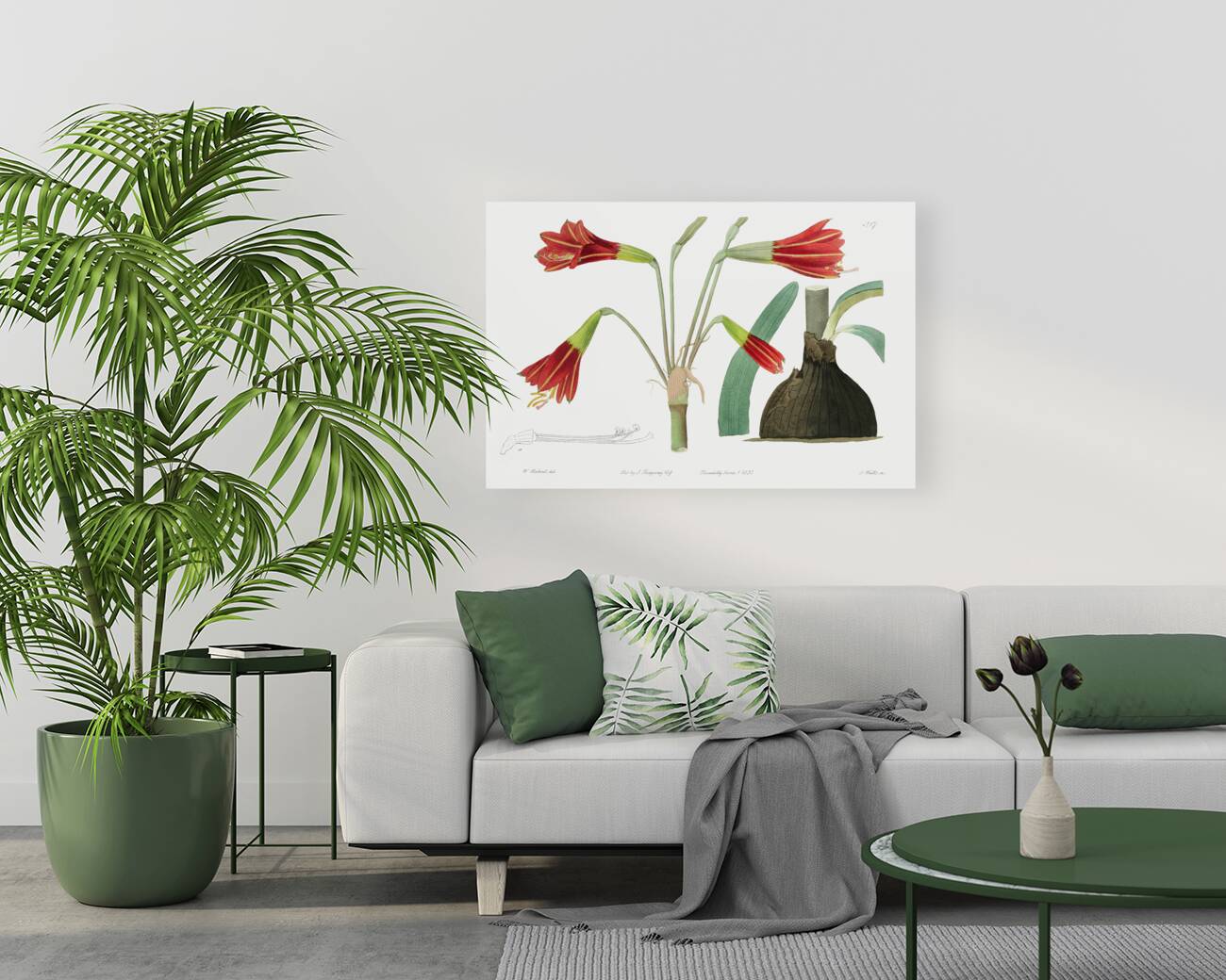 Habranthus phycelloides from Edwards Botanical Register 1829-1847  by Sydenham Edwards John Lindley and James Ridgway. Reproduction