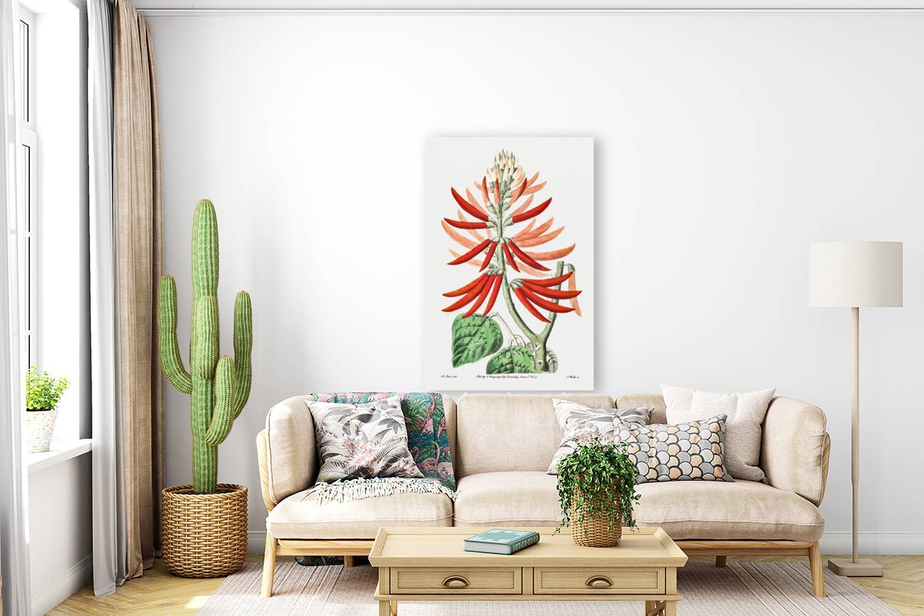 Naked-flowering Erythrina from Edwards Botanical Register 1829-1847  by Sydenham Edwards John Lindley and James Ridgway. Reproduction