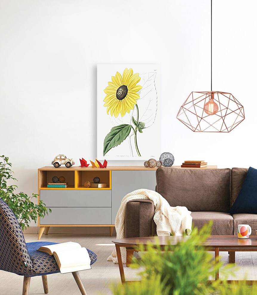 Californian Sunflower from Edwards Botanical Register 1829-1847  by Sydenham Edwards John Lindley and James Ridgway. Reproduction