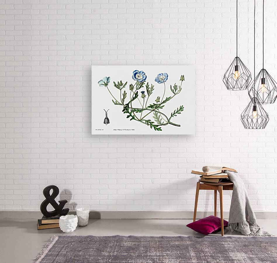 Shewy nemophila from Edwards Botanical Register 1829-1847  by Sydenham Edwards John Lindley and James Ridgway. Reproduction