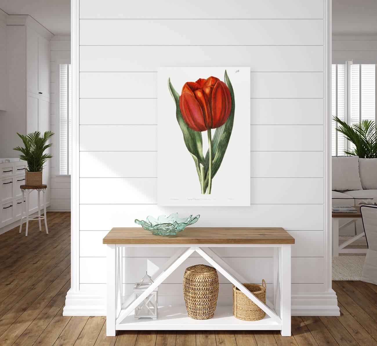 Gesners tulip from Edwards Botanical Register 1829-1847  by Sydenham Edwards John Lindley and James Ridgway. Reproduction