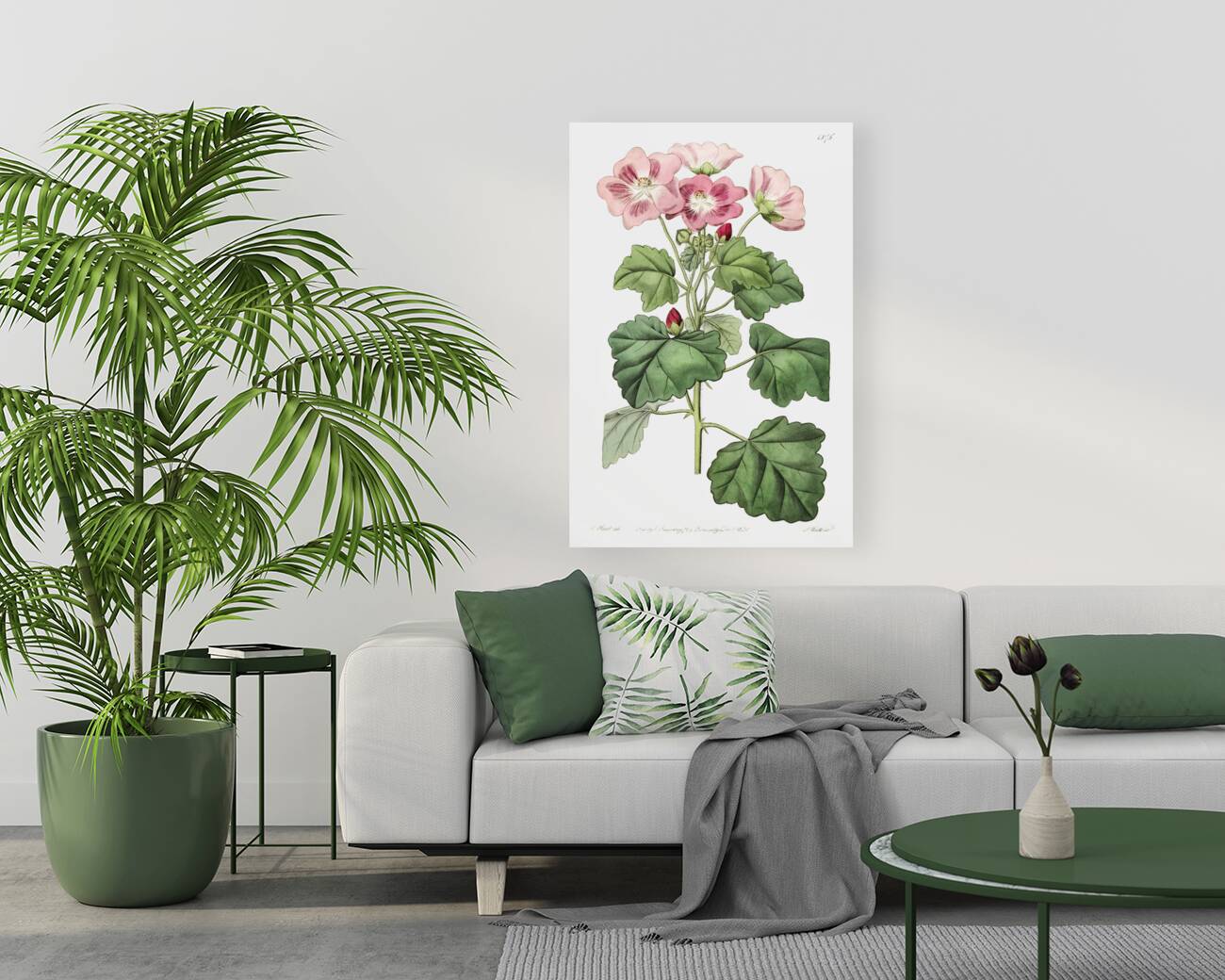 Rhomb leaved palavia from Edwards Botanical Register 1829-1847  by Sydenham Edwards John Lindley and James Ridgway. Reproduction