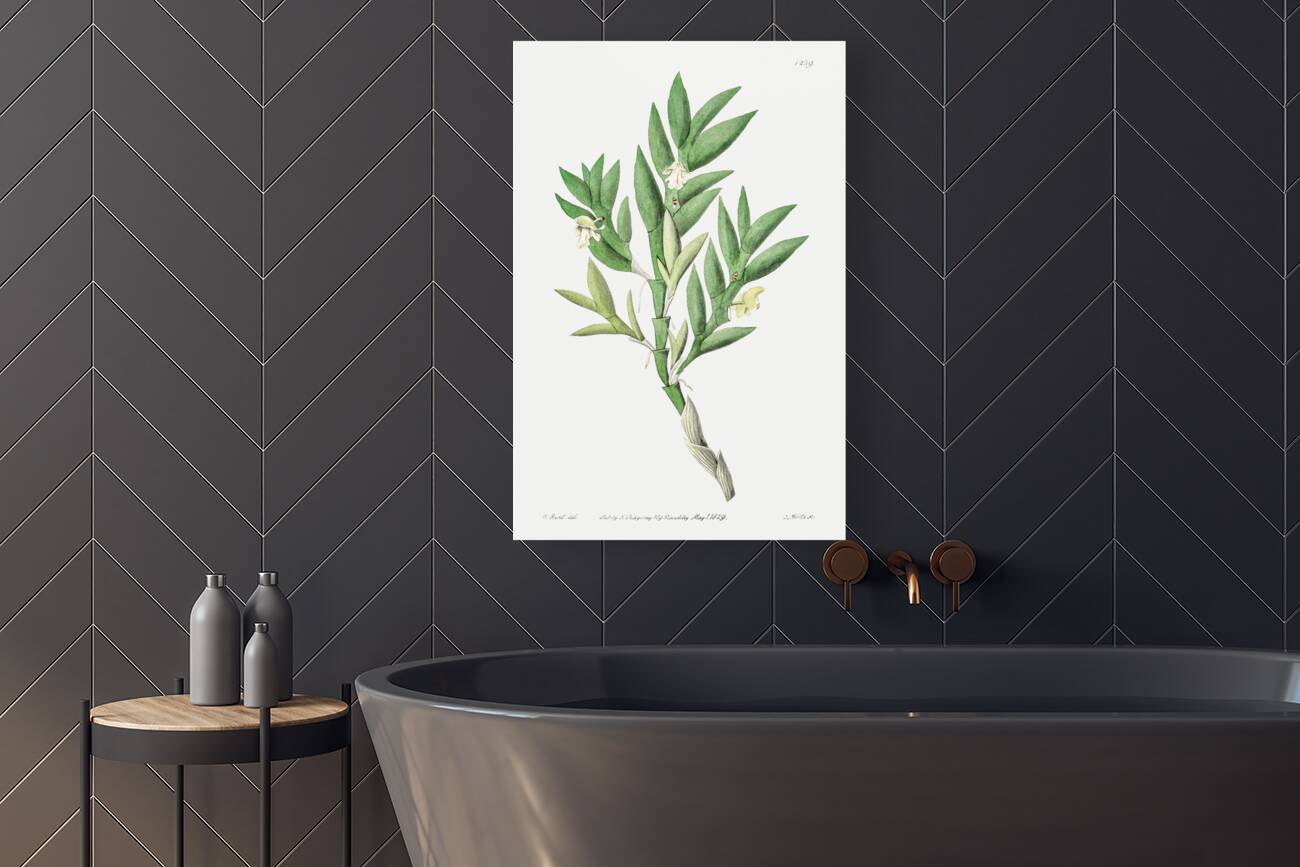 Two-edged dendrobium from Edwards Botanical Register 1829-1847  by Sydenham Edwards John Lindley and James Ridgway. Reproduction