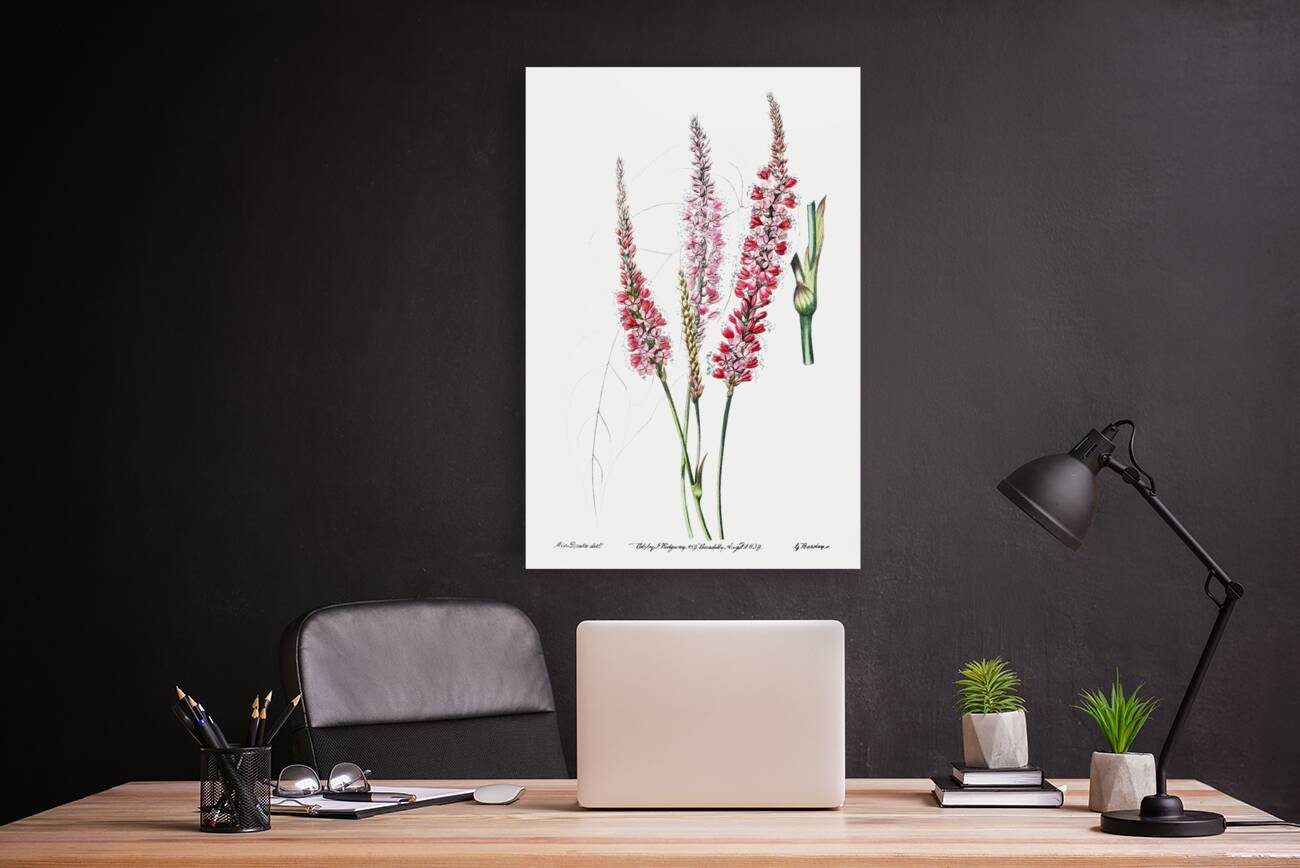 Stem-clasping polygonum from Edwards Botanical Register 1829-1847  by Sydenham Edwards John Lindley and James Ridgway. Reproduction