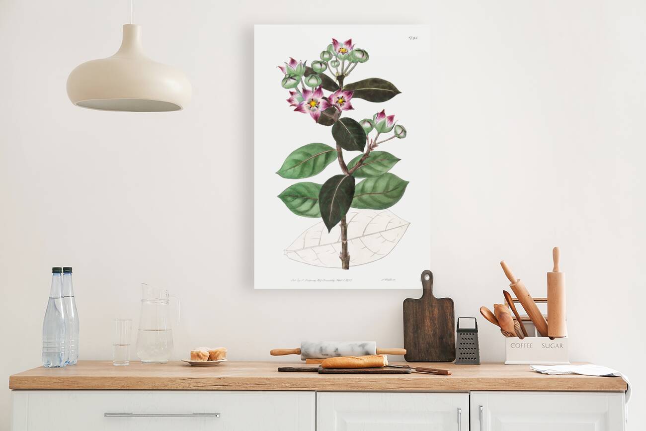 Tall calotropis from Edwards Botanical Register 1829-1847  by Sydenham Edwards John Lindley and James Ridgway. Reproduction