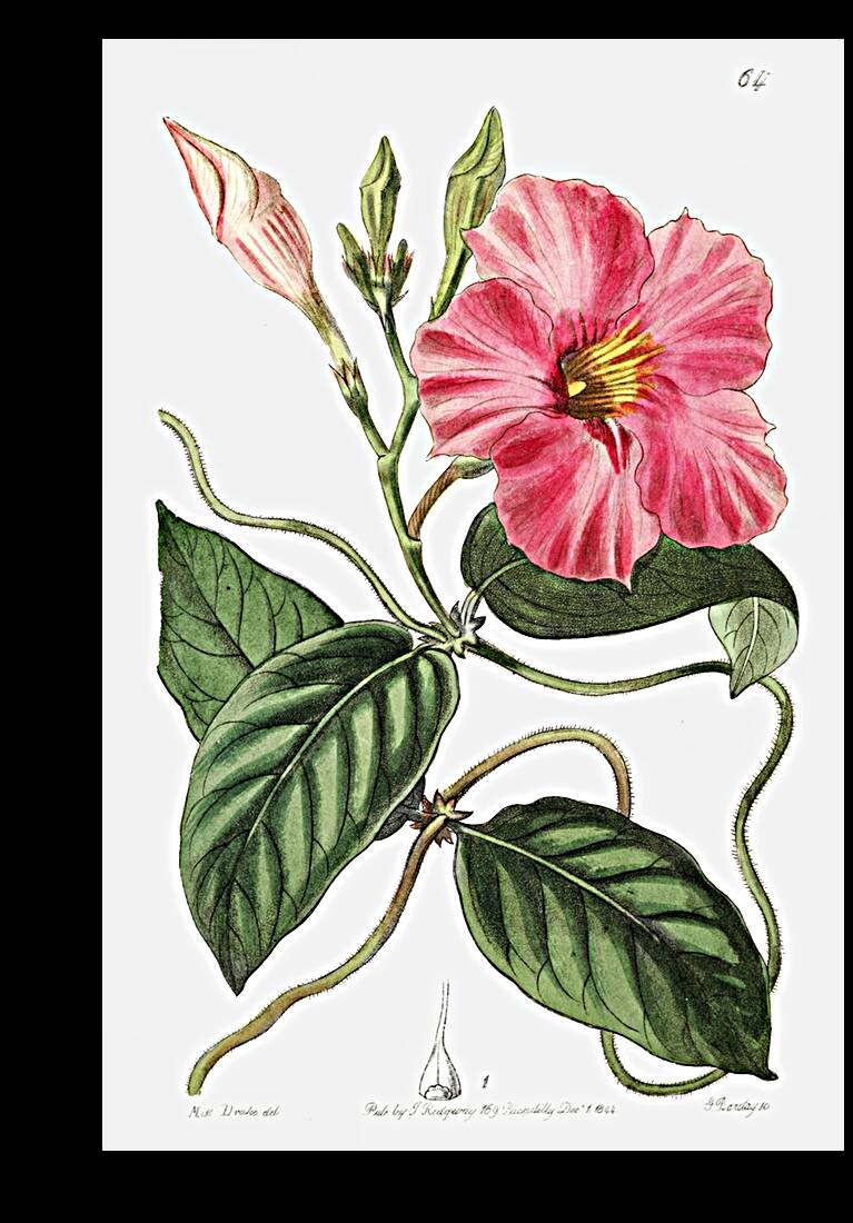 Knob-jointed dipladenia from Edwards Botanical Register 1829-1847  by Sydenham Edwards John Lindley and James Ridgway. Reproduction