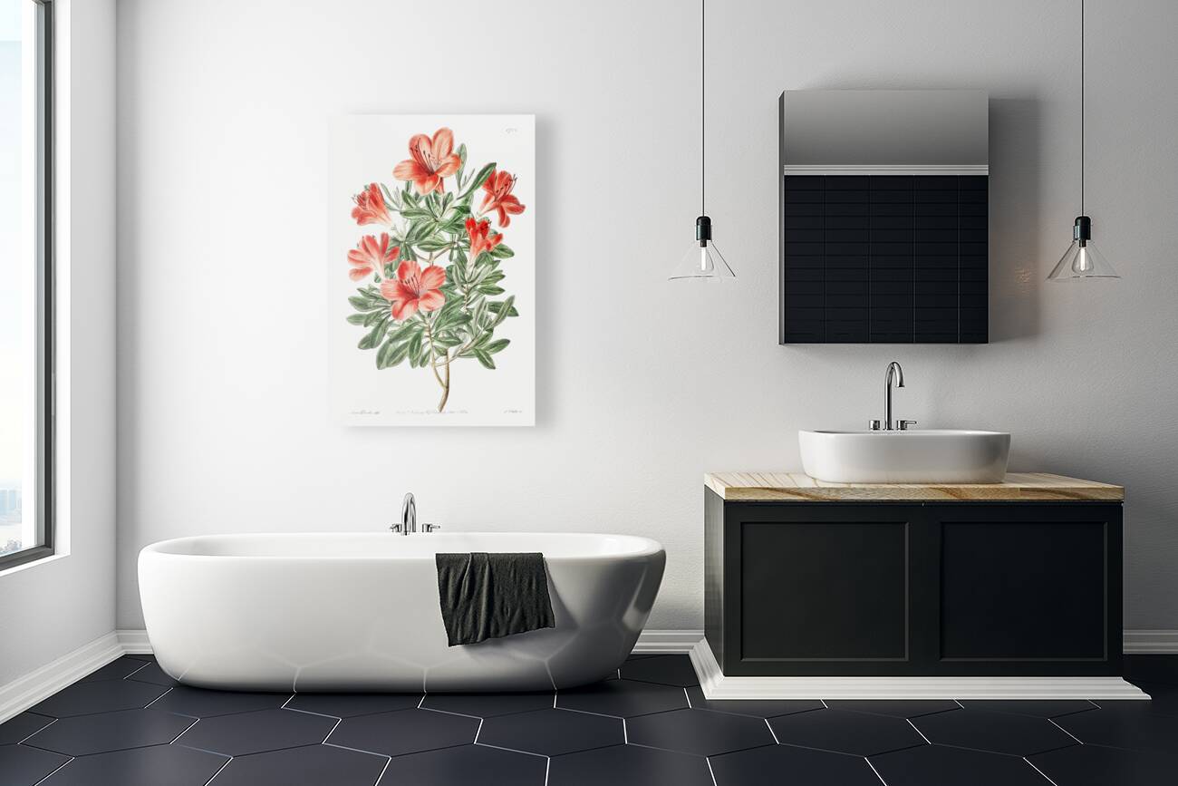 The brick-red Chinese azalea from Edwards Botanical Register 1829-1847  by Sydenham Edwards John Lindley and James Ridgway. Reproduction