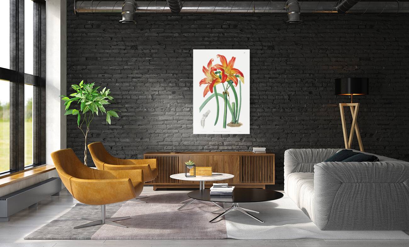 Meadow habranthus from Edwards Botanical Register 1829-1847  by Sydenham Edwards John Lindley and James Ridgway. Reproduction