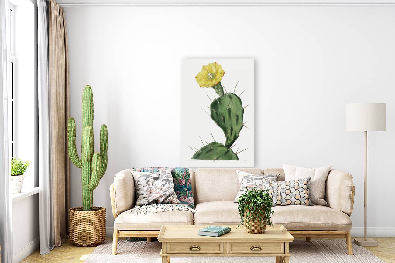 One spined opuntia from Edwards Botanical Register 1829-1847  by Sydenham Edwards John Lindley and James Ridgway. Reproduction