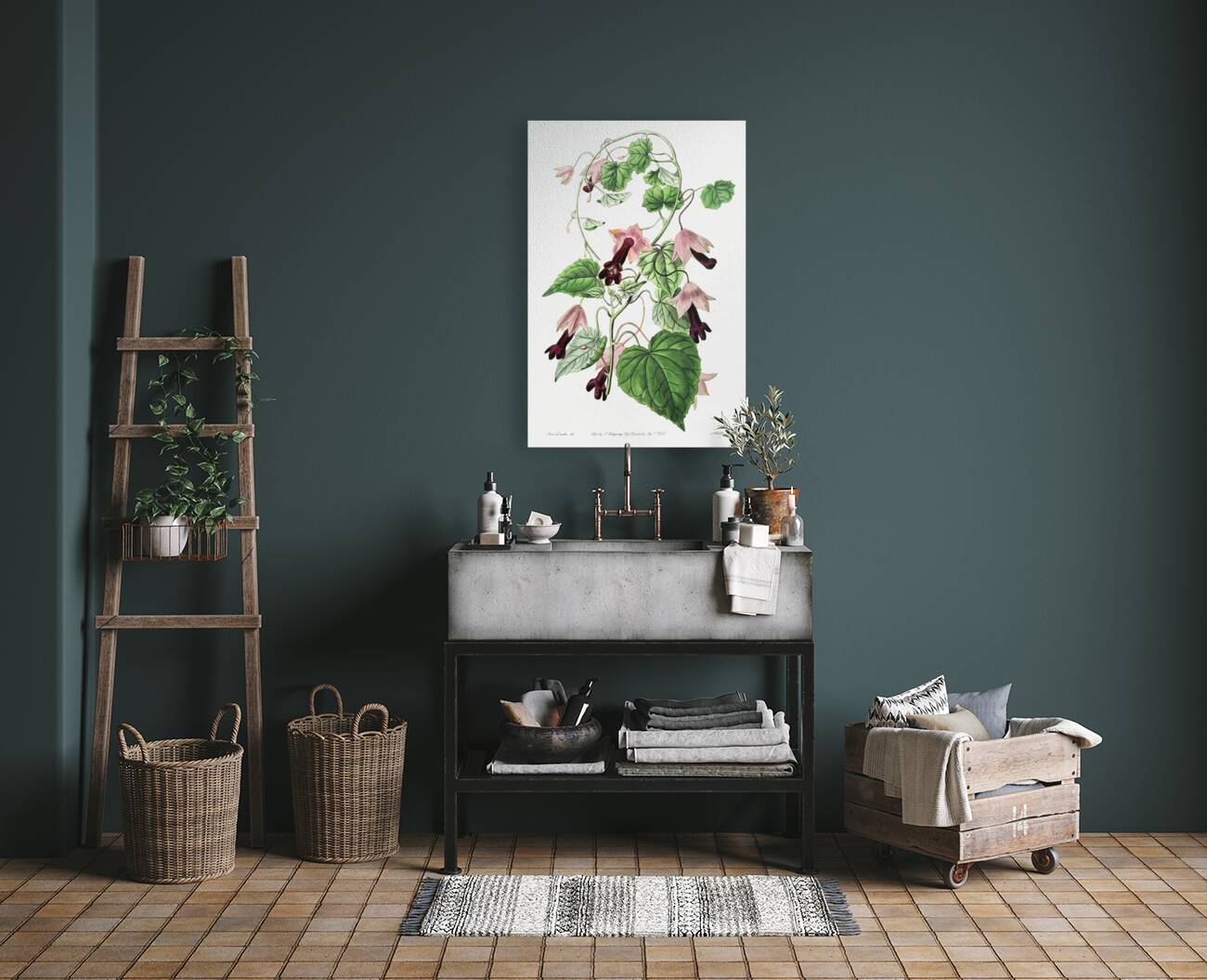 Twinning red-cloak from Edwards Botanical Register 1829-1847  by Sydenham Edwards John Lindley and James Ridgway. Reproduction