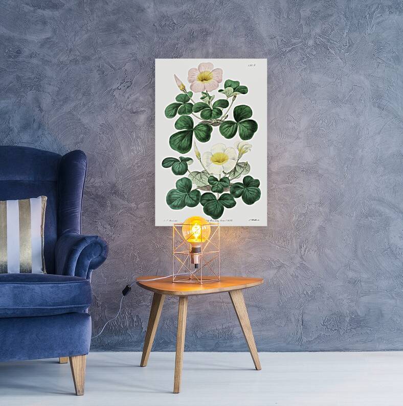 Variable oxalis from Edwards Botanical Register 1829-1847  by Sydenham Edwards John Lindley and James Ridgway. Reproduction