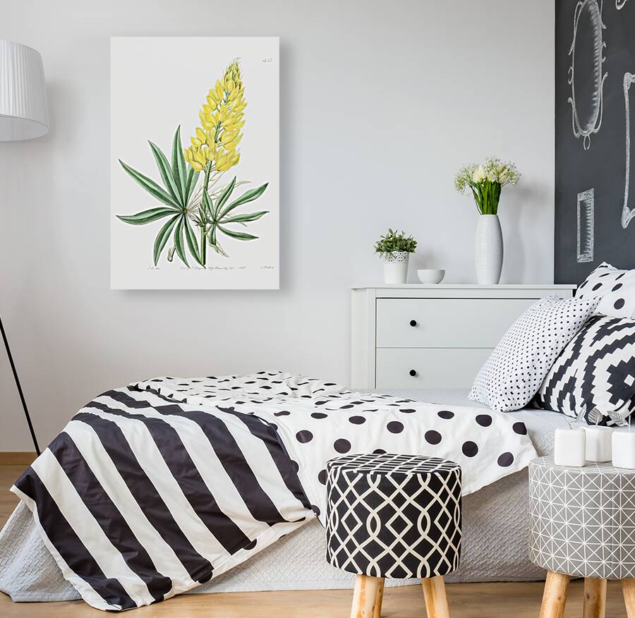 Yellow perennial lupine from Edwards Botanical Register 1829-1847  by Sydenham Edwards John Lindley and James Ridgway. Reproduction