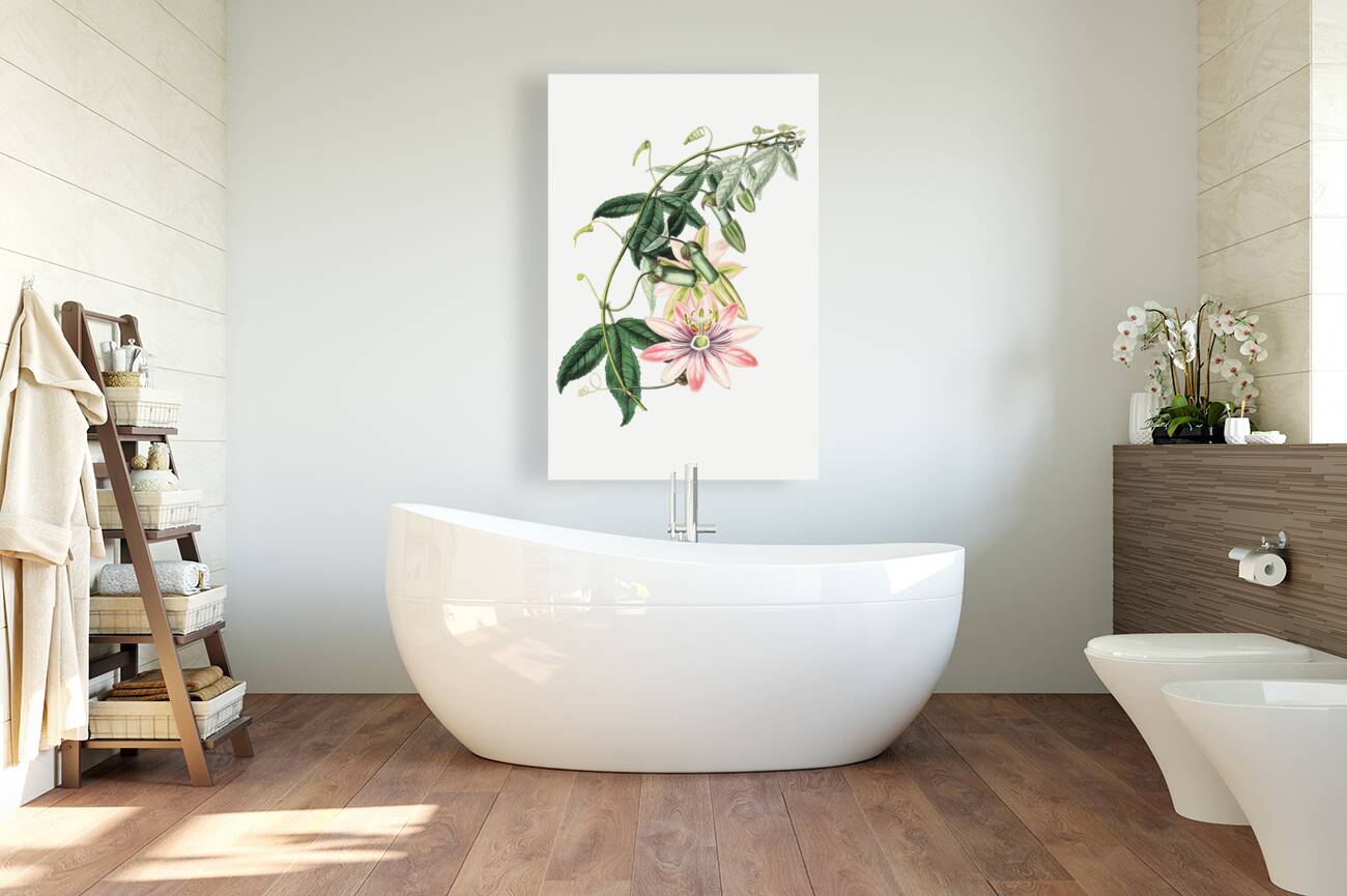 Mrs.Marryats tacsonia from Edwards Botanical Register 1829-1847  by Sydenham Edwards John Lindley and James Ridgway. Reproduction