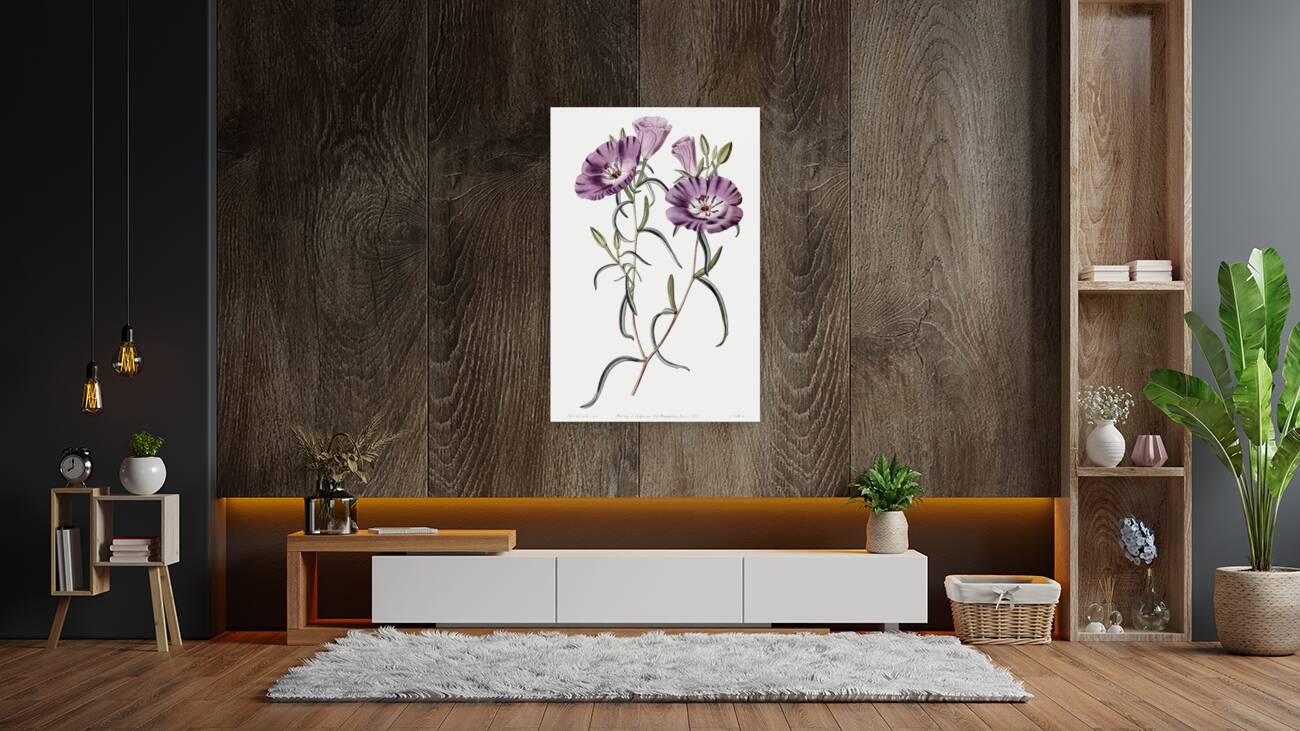 Large Purple Chilian Evening Primrose from Edwards Botanical Register 1829-1847  by Sydenham Edwards John Lindley and James Ridgway. Reproduction