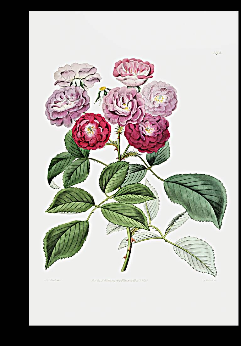 The seven sisters rose from Edwards Botanical Register 1829-1847  by Sydenham Edwards John Lindley and James Ridgway. Reproduction