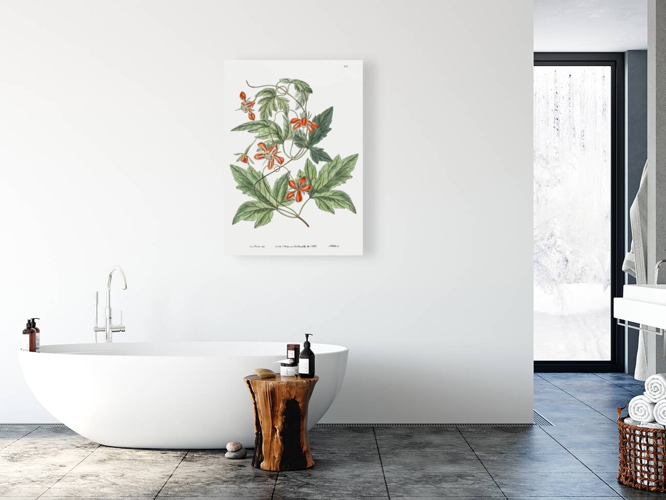 Red loasa from Edwards Botanical Register 1829-1847  by Sydenham Edwards John Lindley and James Ridgway. Reproduction