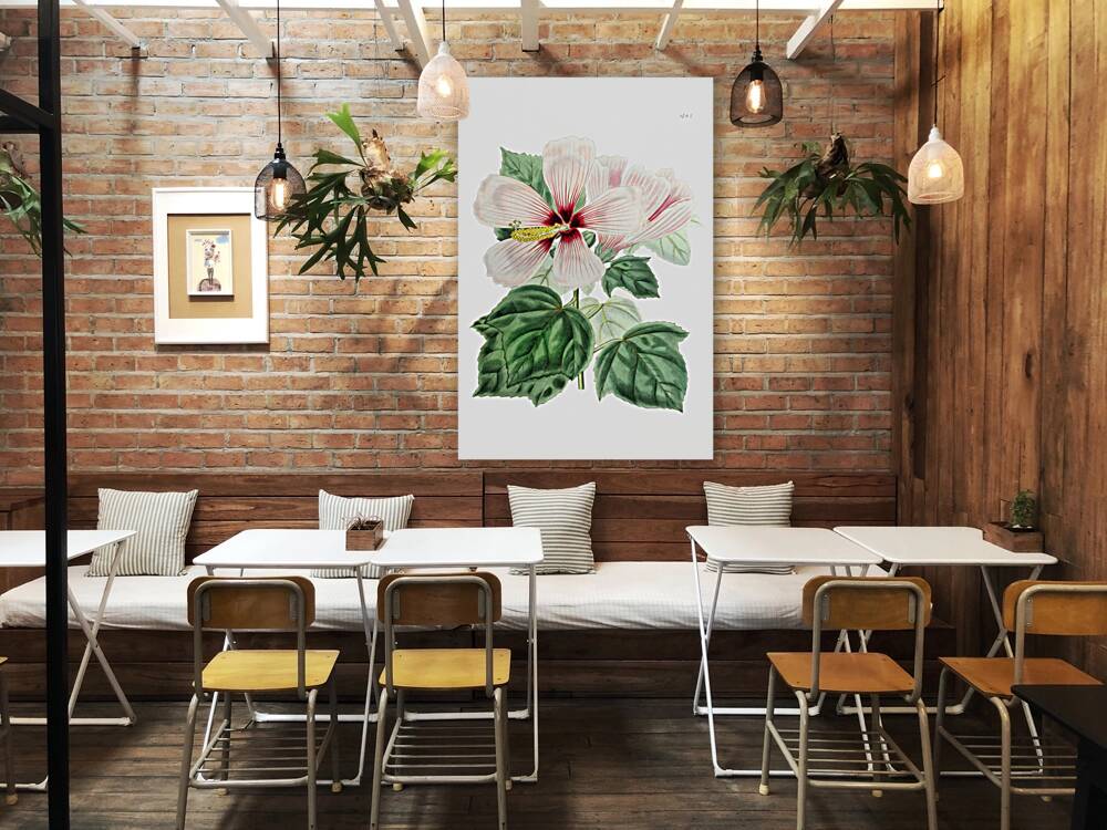 Marsh hibiscus from Edwards Botanical Register 1829-1847  by Sydenham Edwards John Lindley and James Ridgway. Reproduction