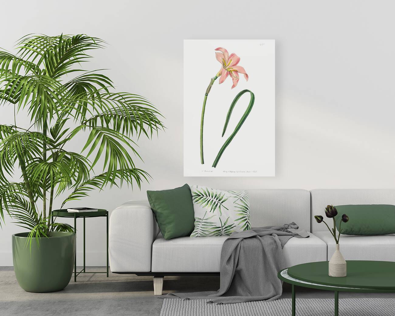 Spofforth Zephyranthes from Edwards Botanical Register 1829-1847  by Sydenham Edwards John Lindley and James Ridgway. Reproduction