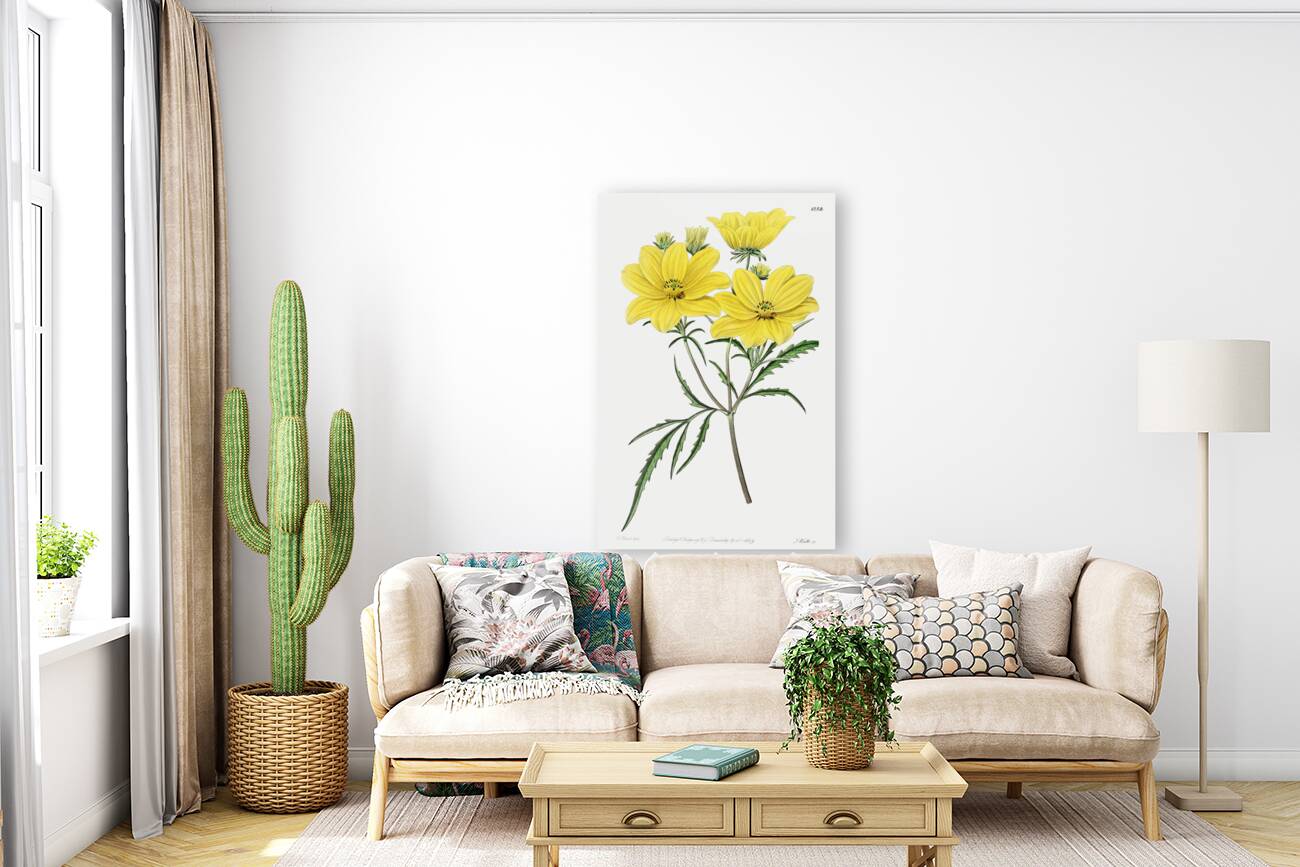 Golden coreopsis from Edwards Botanical Register 1829-1847  by Sydenham Edwards John Lindley and James Ridgway. Reproduction