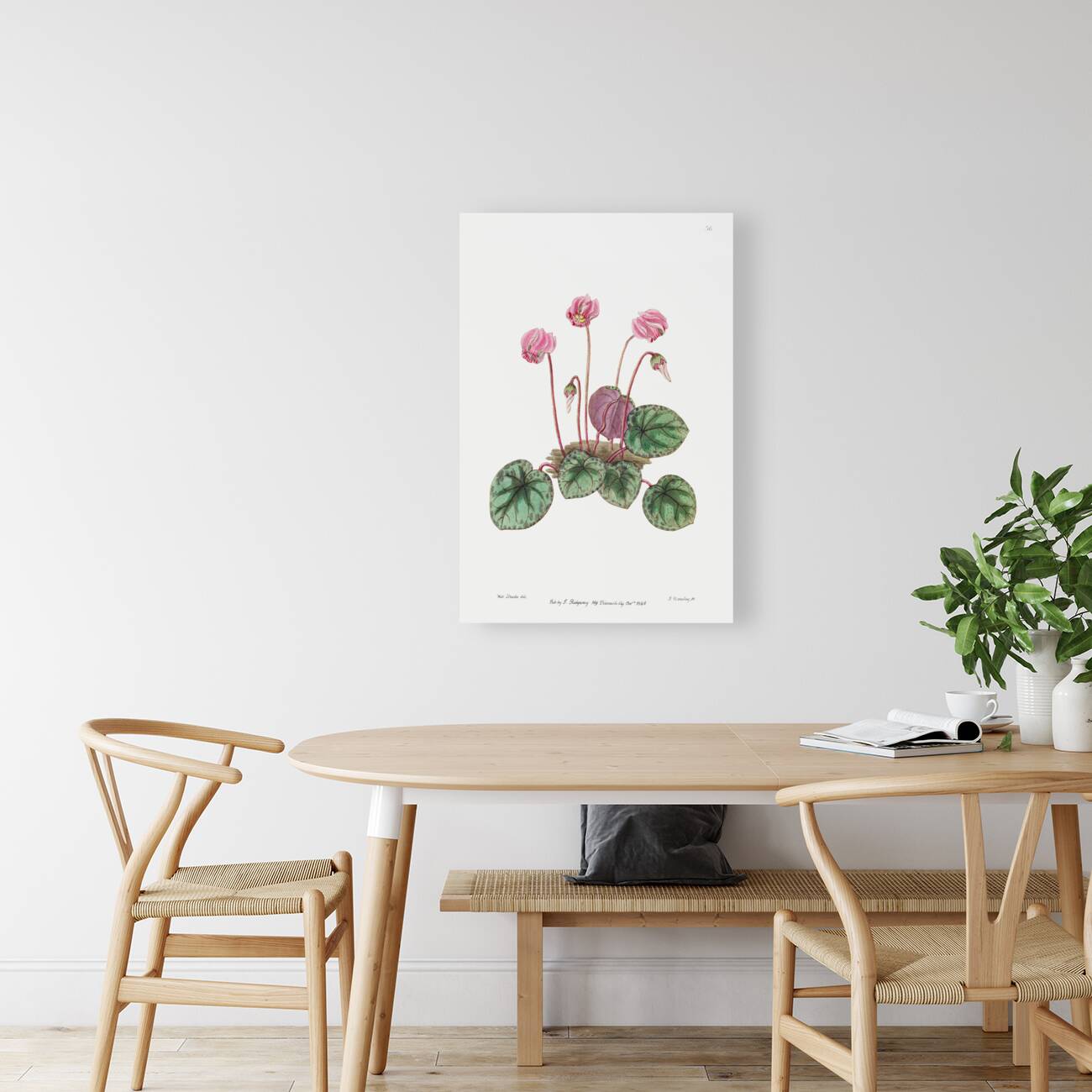 Shore cyclamen from Edwards Botanical Register 1829-1847  by Sydenham Edwards John Lindley and James Ridgway. Reproduction