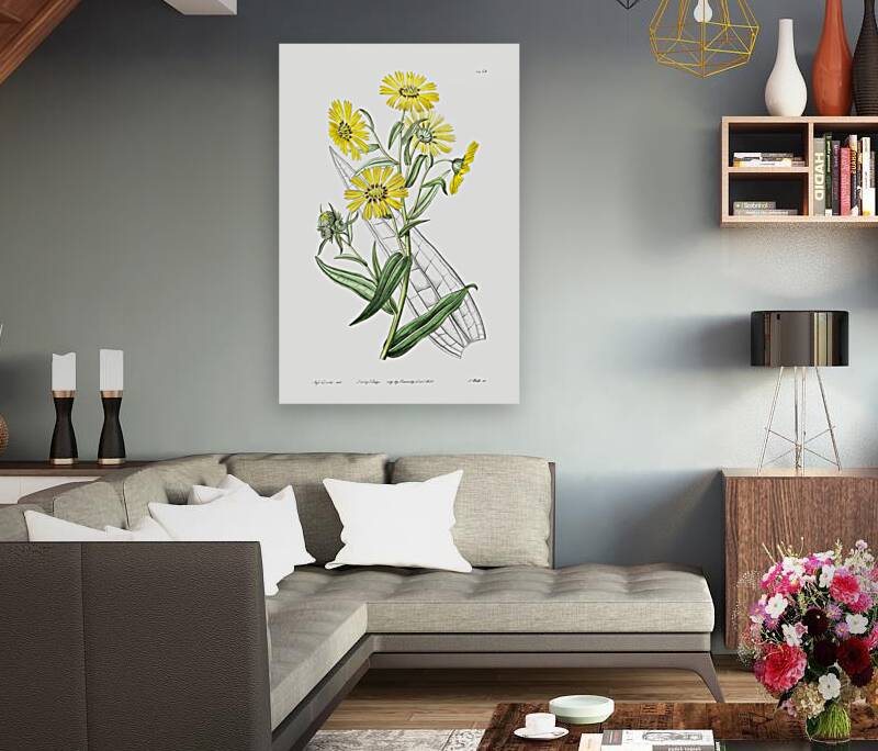 Elegant madia from Edwards Botanical Register 1829-1847  by Sydenham Edwards John Lindley and James Ridgway. Reproduction