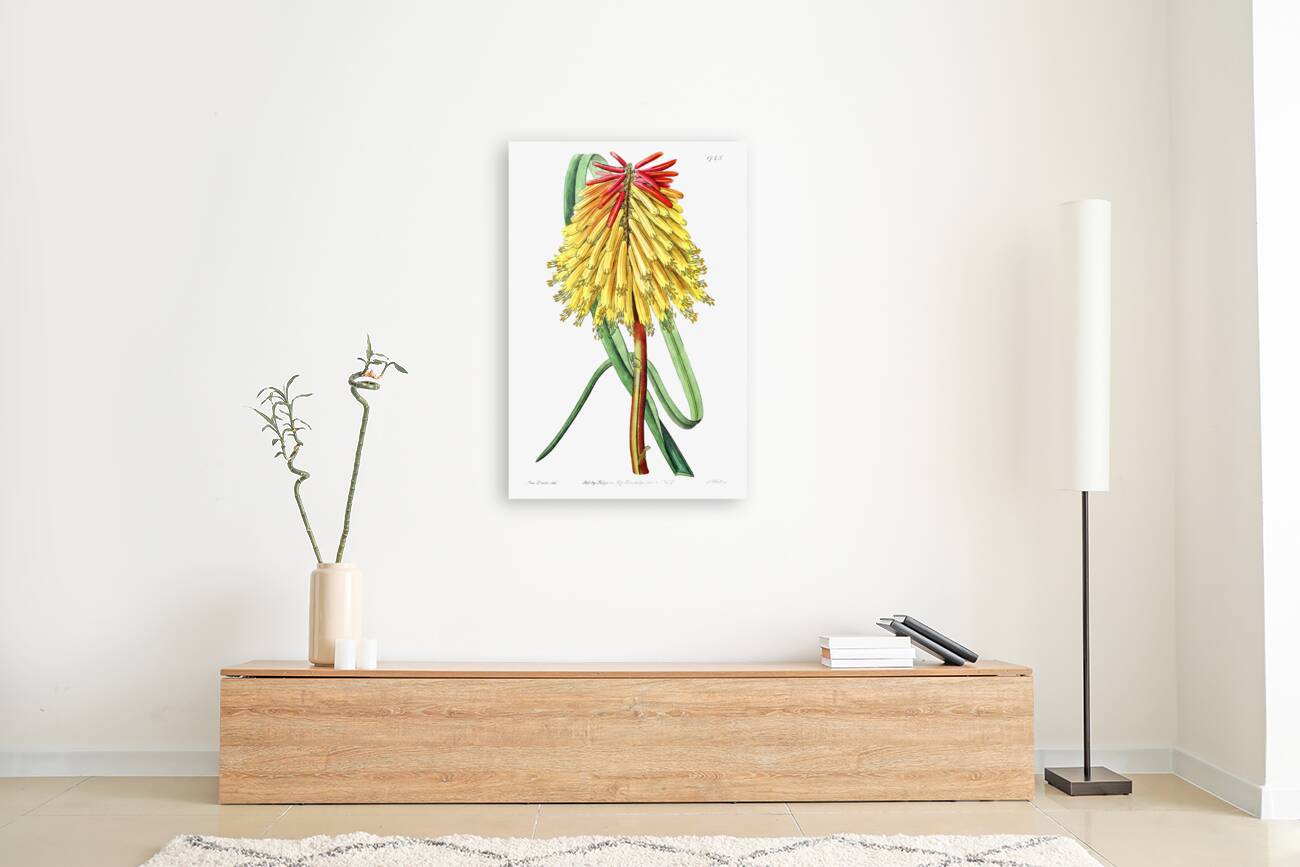 Burchells tritoma from Edwards Botanical Register 1829-1847  by Sydenham Edwards John Lindley and James Ridgway. Reproduction