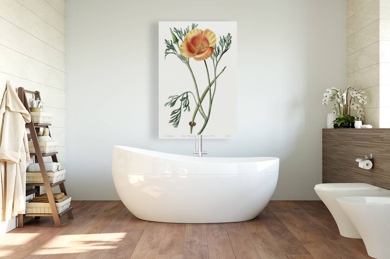 Saffron colored eschscholzia from Edwards Botanical Register 1829-1847  by Sydenham Edwards John Lindley and James Ridgway. Reproduction