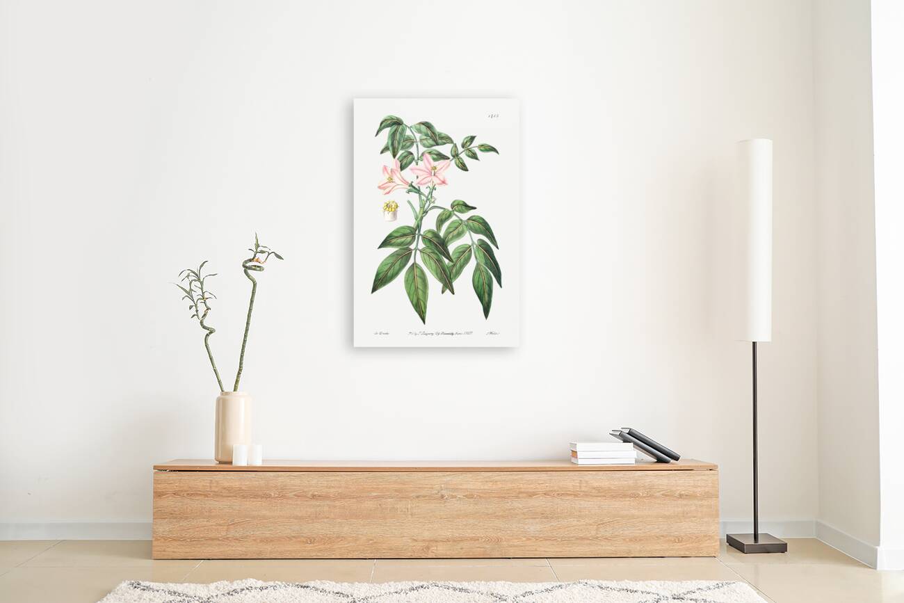 Pink Turraea pinnata from Edwards Botanical Register 1829-1847  by Sydenham Edwards John Lindley and James Ridgway. Reproduction