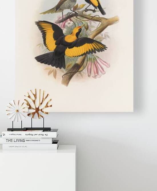 Sericulus melinus 1873 by IStockHistory com