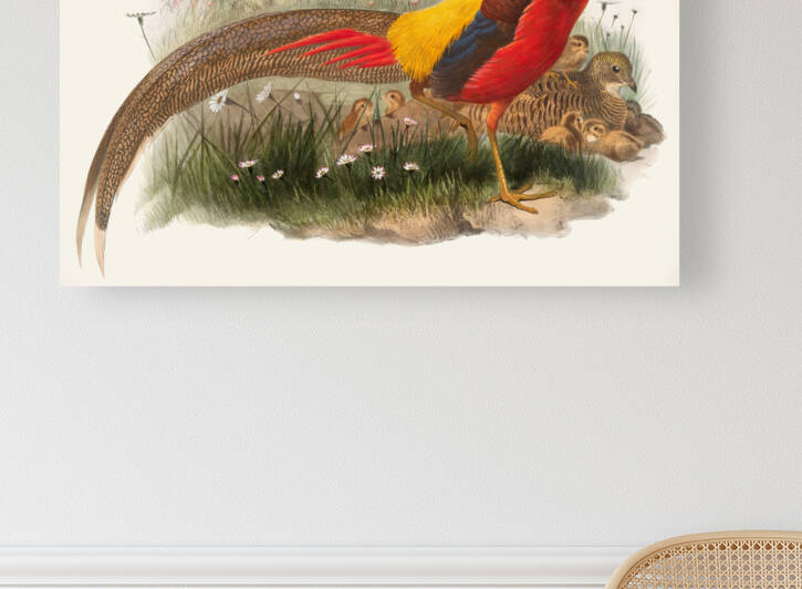 Thaumalea picta. 1872 by IStockHistory com