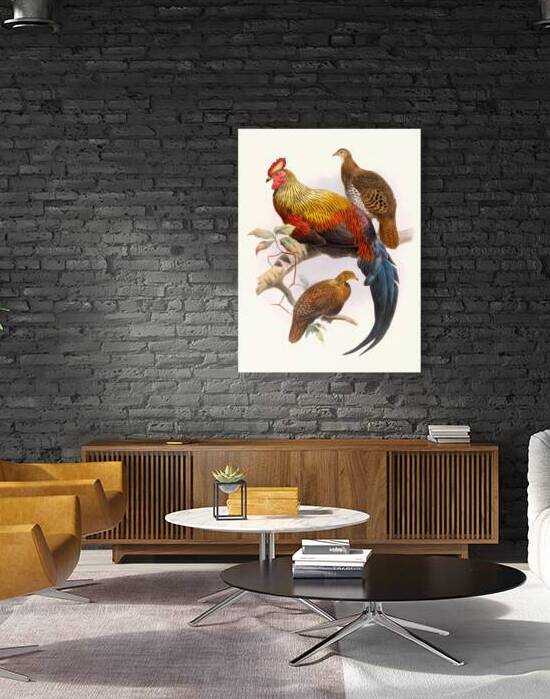 Gallus La-Fayettei. 1872 by IStockHistory com
