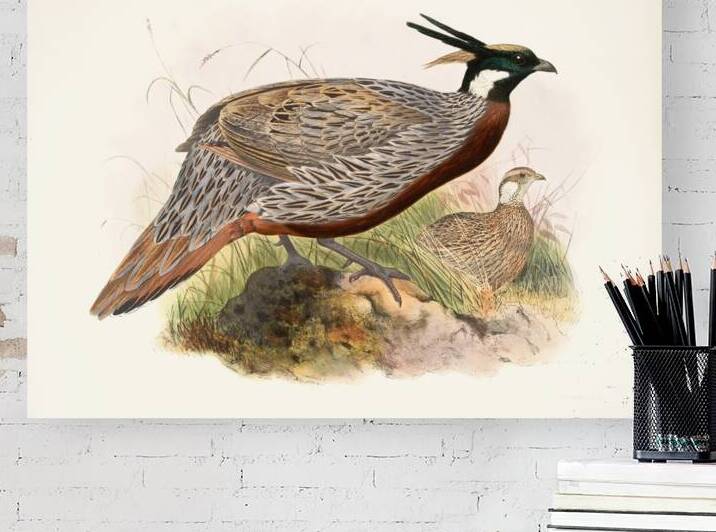 Purcasia macrolopha. 1872 by IStockHistory com
