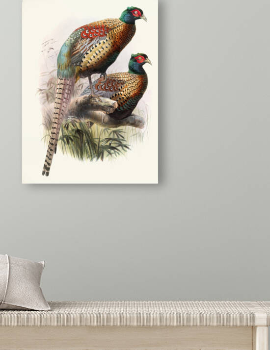 Phasianus Deccollatus 1872 by IStockHistory com
