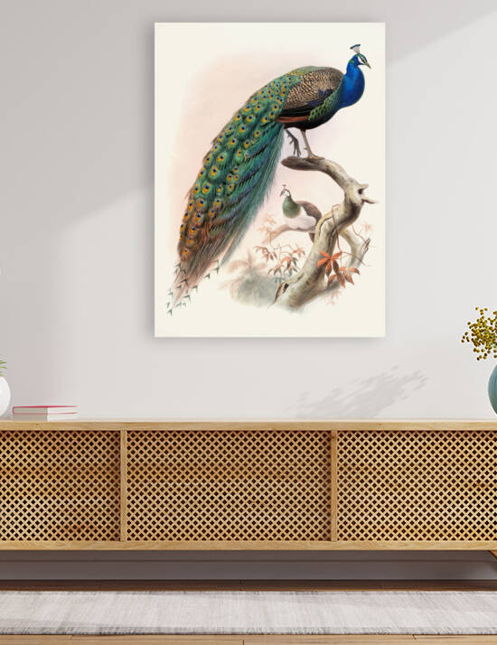 Pavo cristatus. 1872 by IStockHistory com